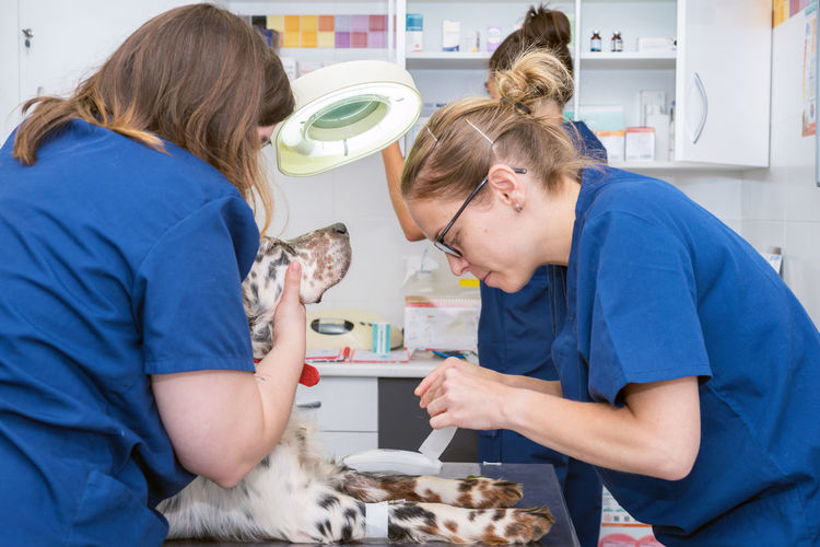 Vets examining dog in operating room