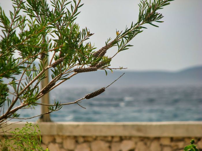 Close-up of plant against sea