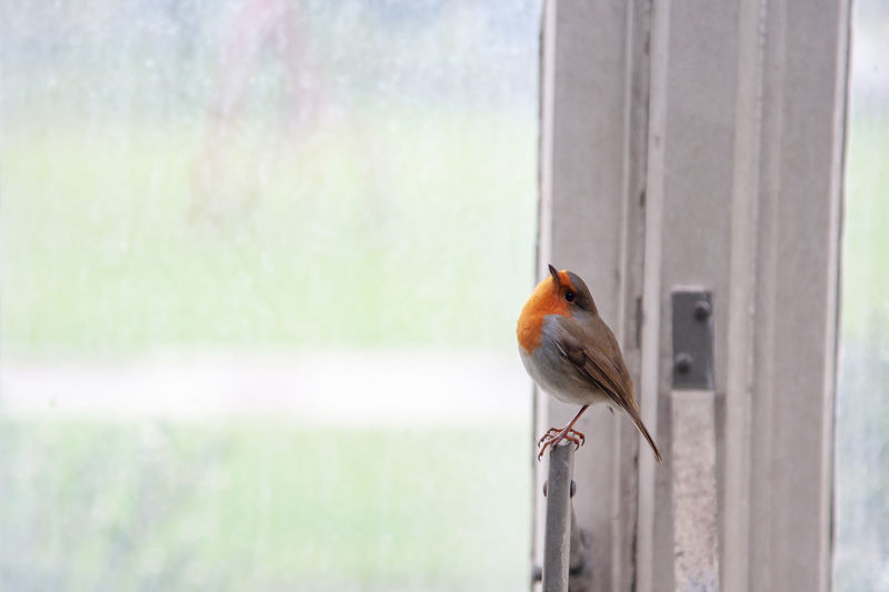 European robin in a greenhouse in kew gardens