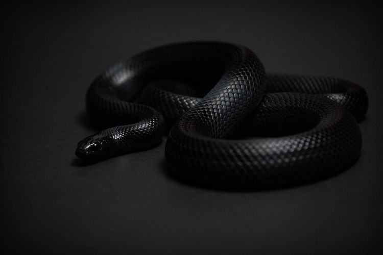 Mexican black kingsnake curled up on a black background