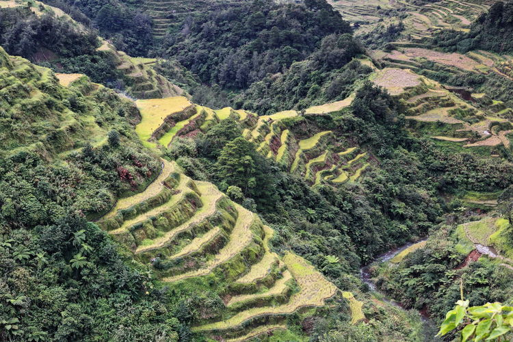 0188 the banaue village cluster of the rice terraces of the philippine cordilleras. ifugao prov.-ph