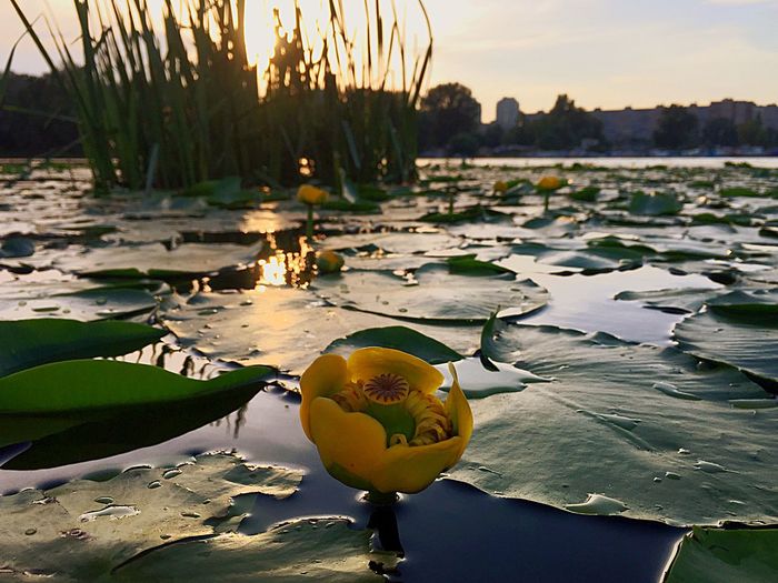 Close-up of water lily in lake at sunset
