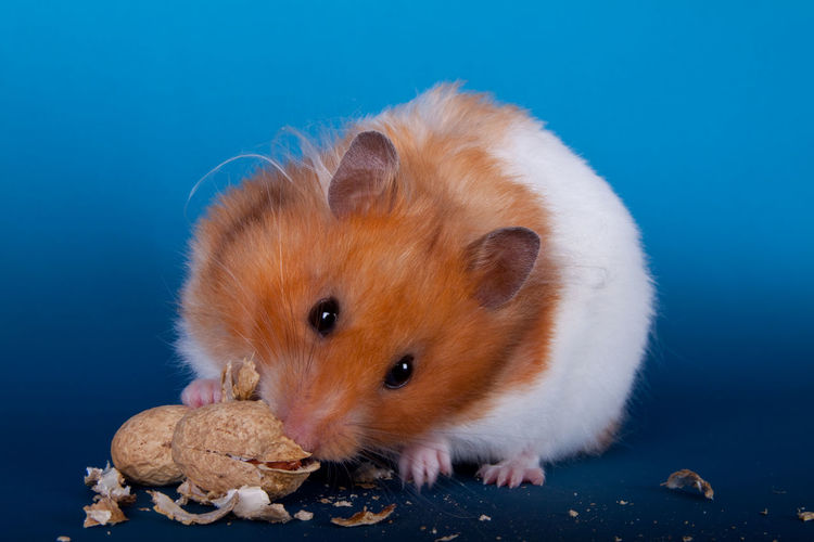 Close-up of golden hamster eating peanut against blue background