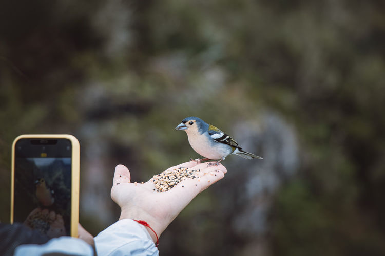 Madeiran chaffinch flies onto a girl's hand to get some food. levada dos balcoes, madeira, portugal