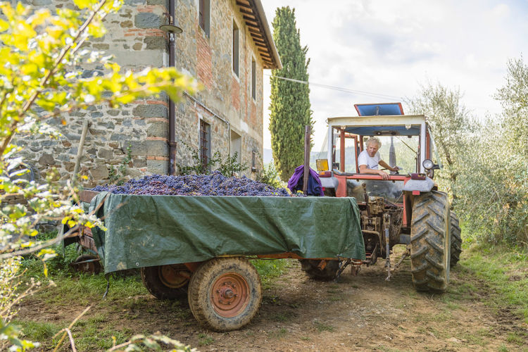 Man on tractor with harvested grapes on trailer