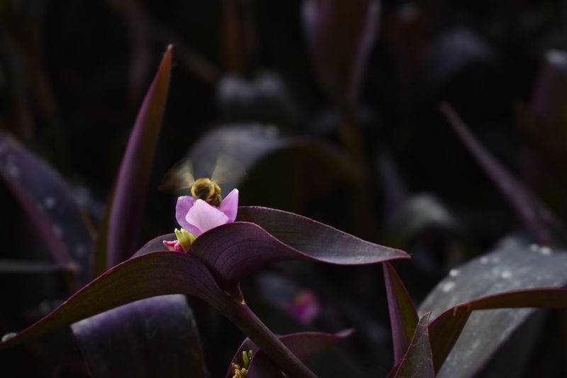 Close-up of flower blooming outdoors