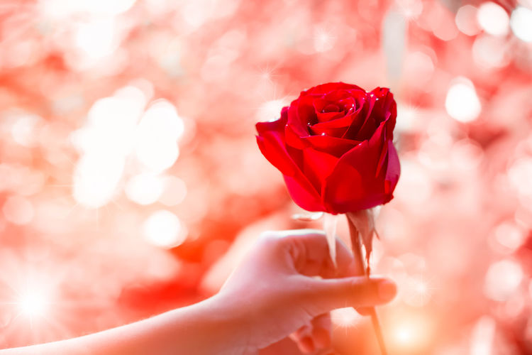 Close-up of hand holding red rose