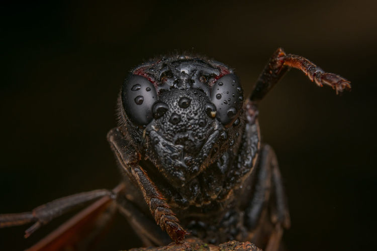 Close-up of an insect over black background