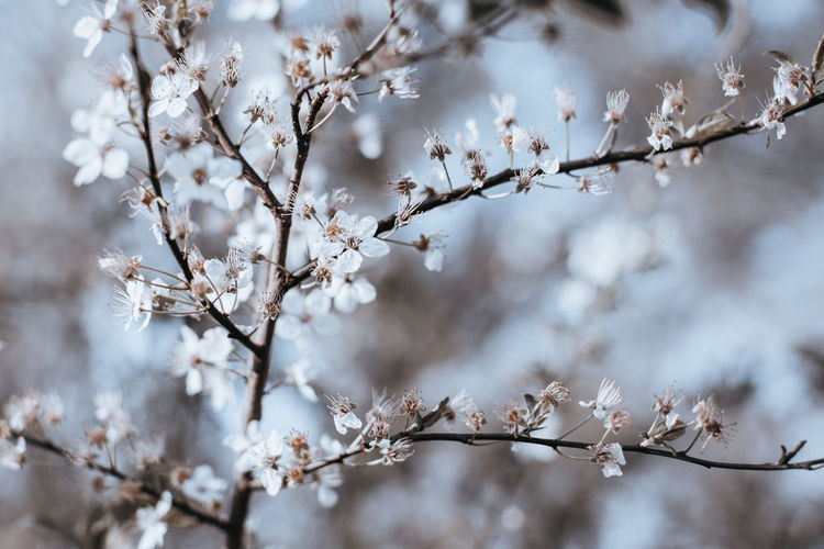 Close-up of cherry blossoms on branch