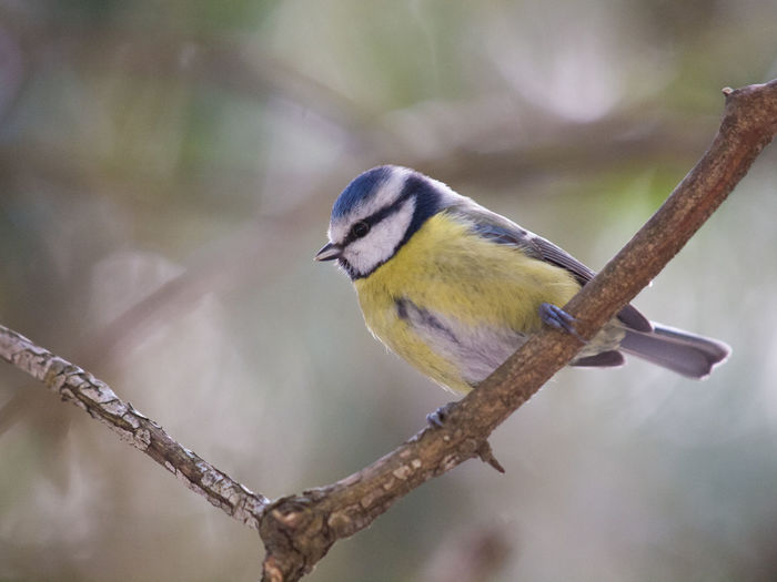Close-up of bird perching on branch