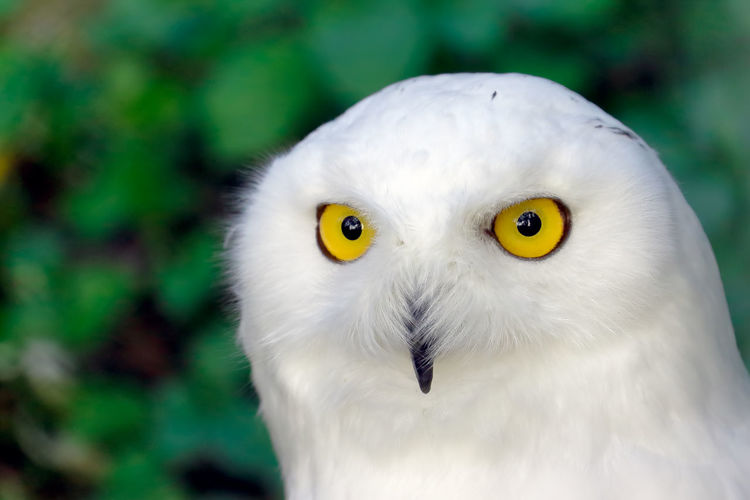 Close-up portrait of snowy owl