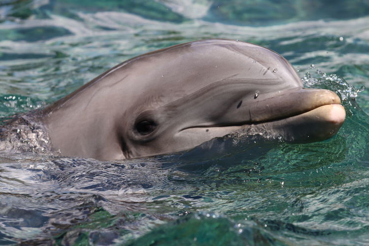 Bottlenose dolphin close-up side view