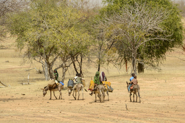 People riding horses on land