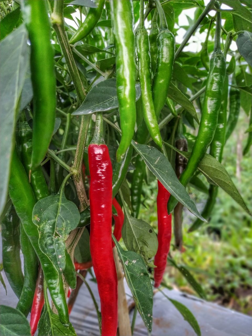 CLOSE-UP OF RED CHILI PEPPER PLANT