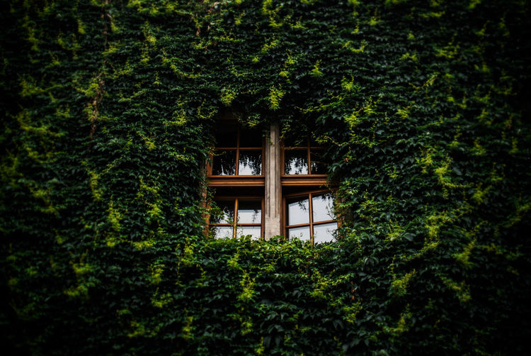 Low angle view of window surrounded by creepers