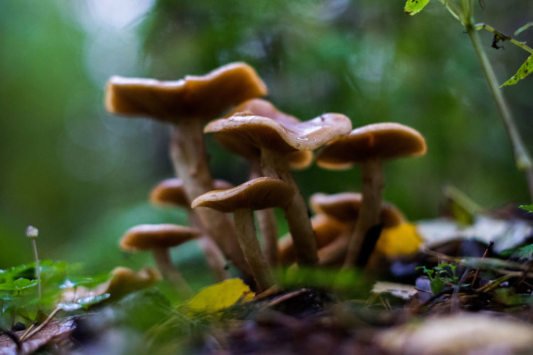 Close-up of mushroom growing outdoors