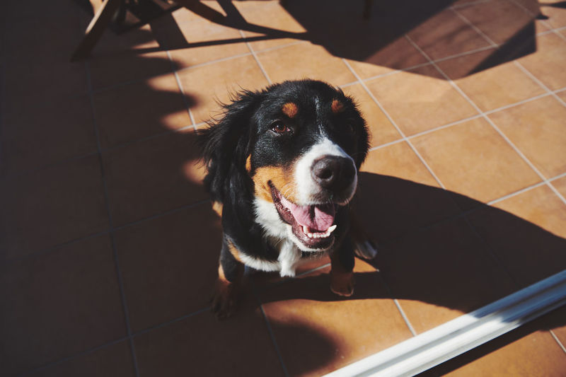 Portrait of a bernese mountain dog puppy