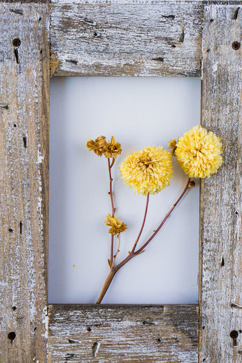 Close-up of yellow flowering plant against wall