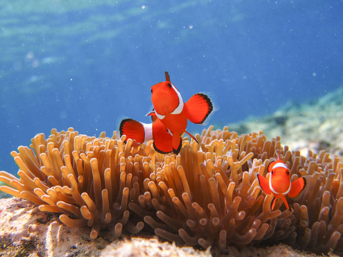 View of fish in sea