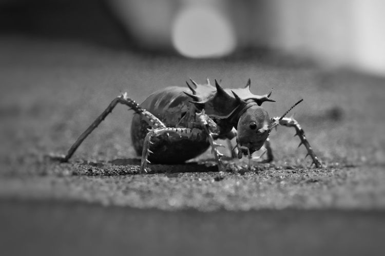Close-up of insect on floor