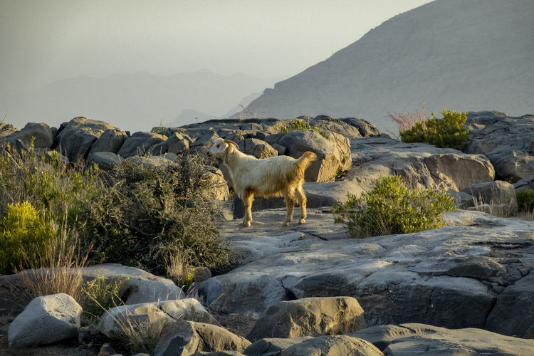 View of an animal on rock against mountains