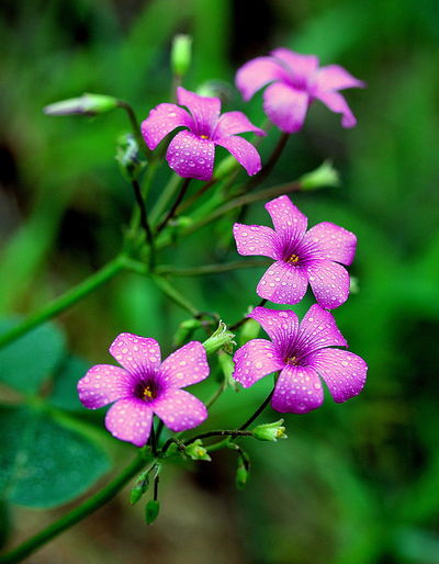 Close-up of purple flowers blooming outdoors