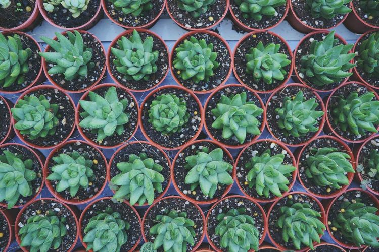 Full frame shot of plants