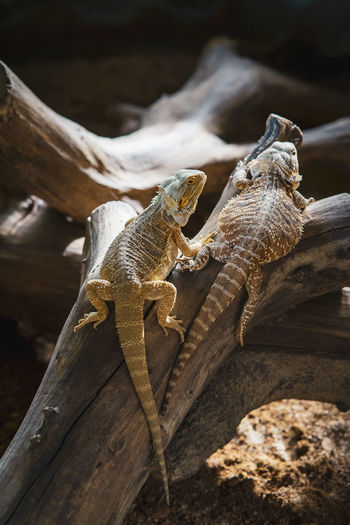 Pogona vitticeps, the central or inland bearded dragon, is a species of agamid lizards