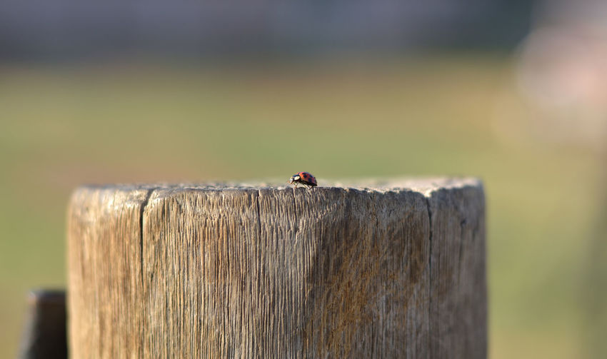 Ladybug on pole stump