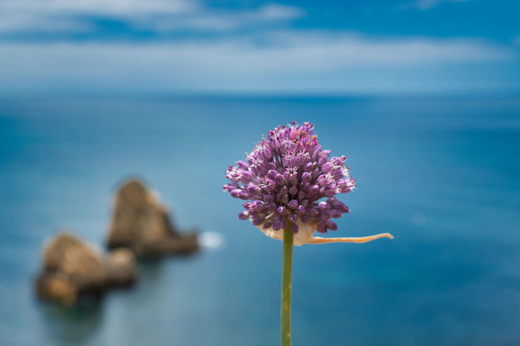 Close-up of pink flowering plant against sea