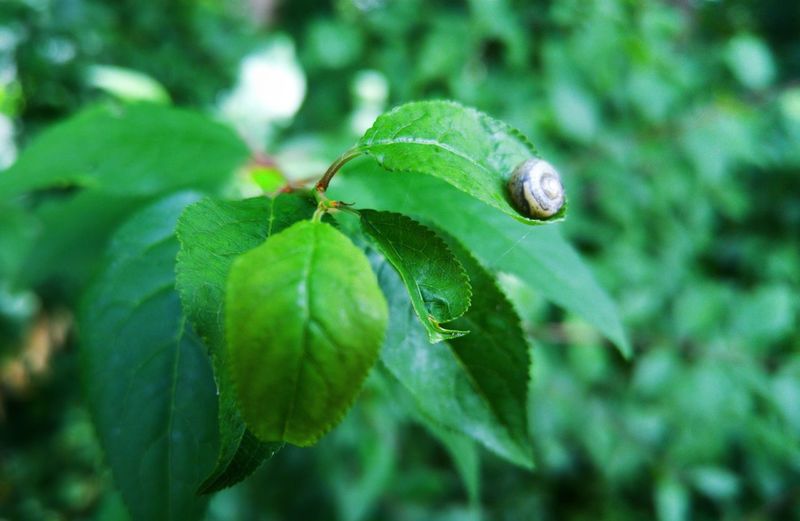 Close-up of insect on plant