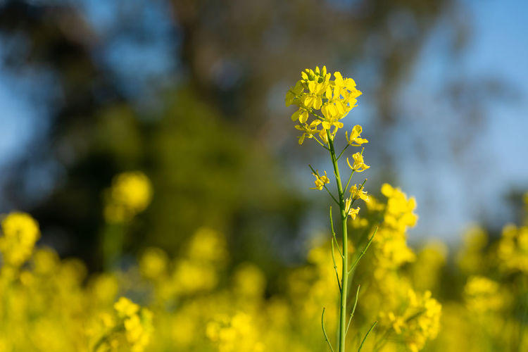 Close-up of fresh yellow flower against blurred background