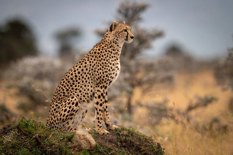 Cheetah on land