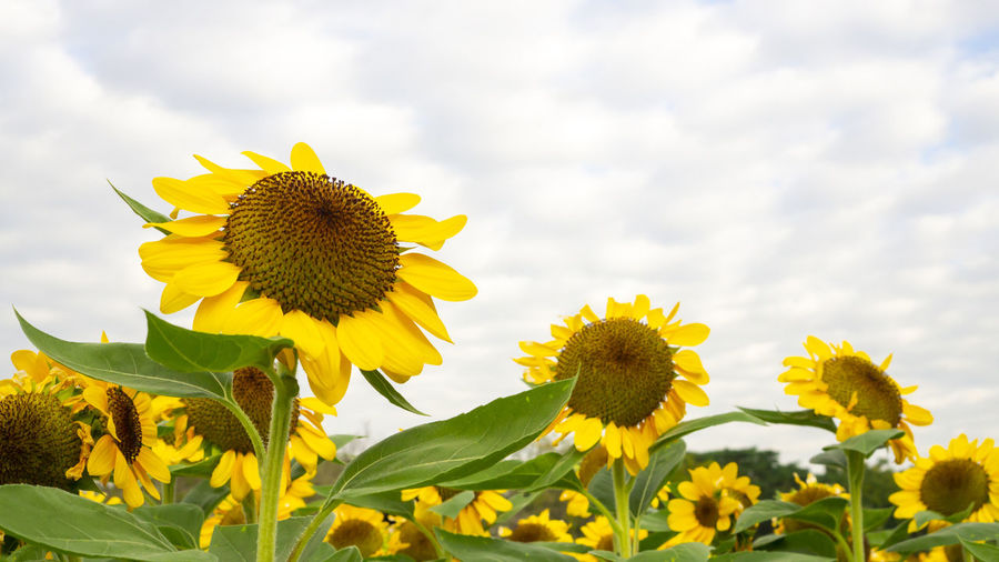 Field of sunflower plant blossom in a garden, view from front of yellow petals flower blooming 
