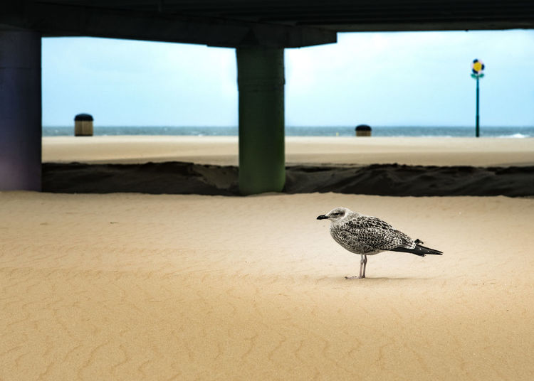 Bird perching on sand at beach against sky