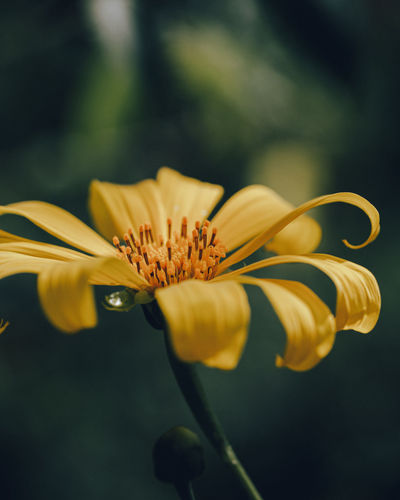 Close of a yellow wild flower