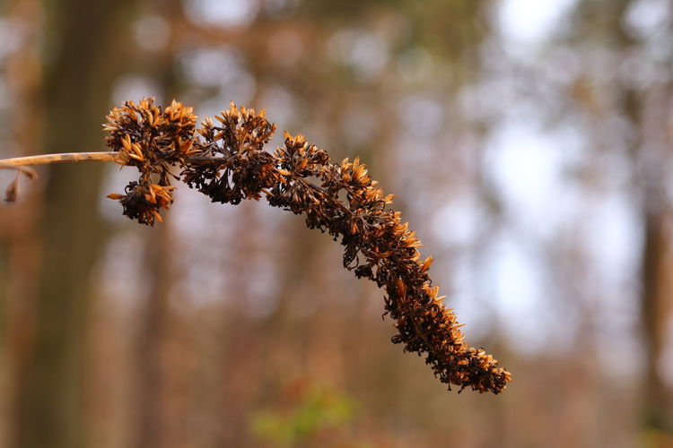 Close-up of wilted plant