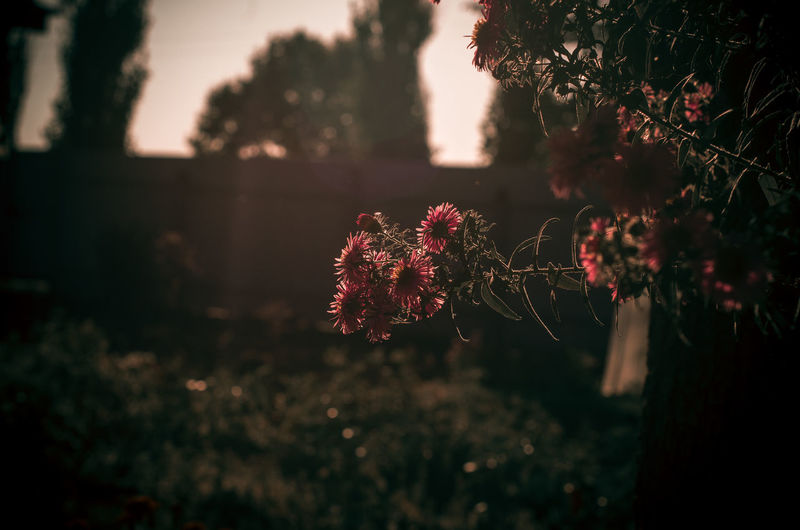 Close-up of red flowering plant on field