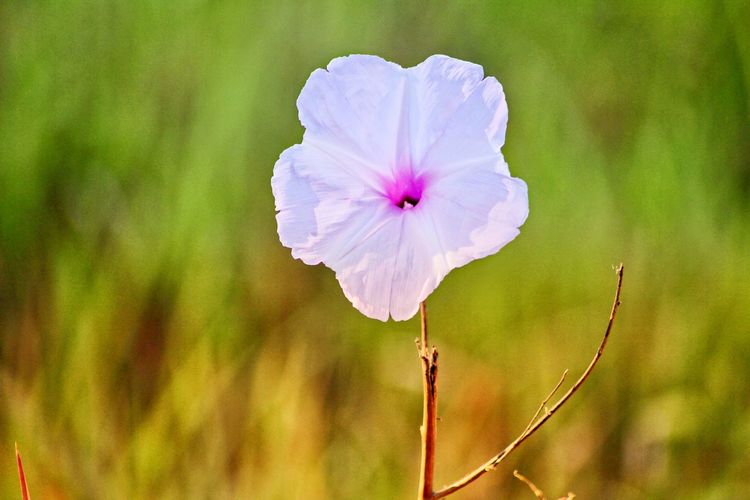 Close-up of flowering plant on field