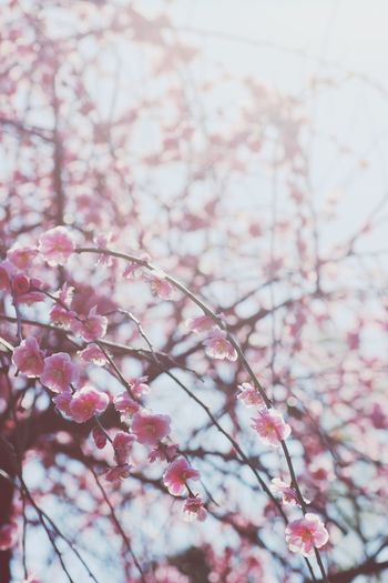 Low angle view of pink cherry blossom tree