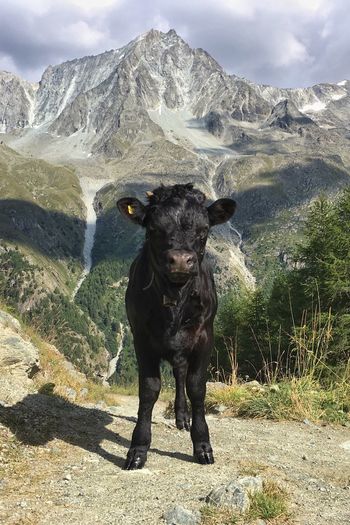Portrait of cattle on mountain against sky