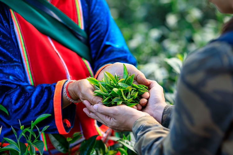Green tea leaves in holding hand fwo farmers at farmland chiang rai thailand close up 
