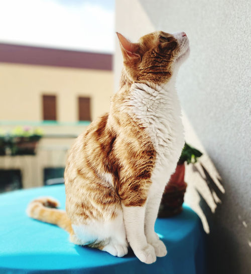Cat looking away while sitting outdoors
