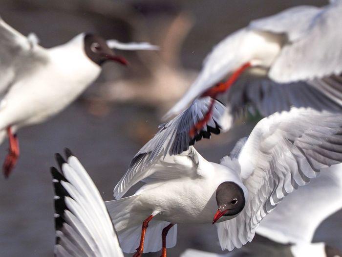 Black-headed gulls flying in mid-air