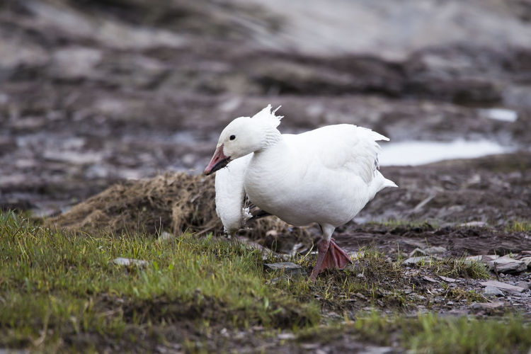 White-morph snow goose with broken wing on the north shore of the st. lawrence river