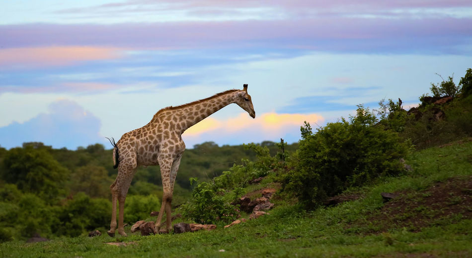View of giraffe on land against sky