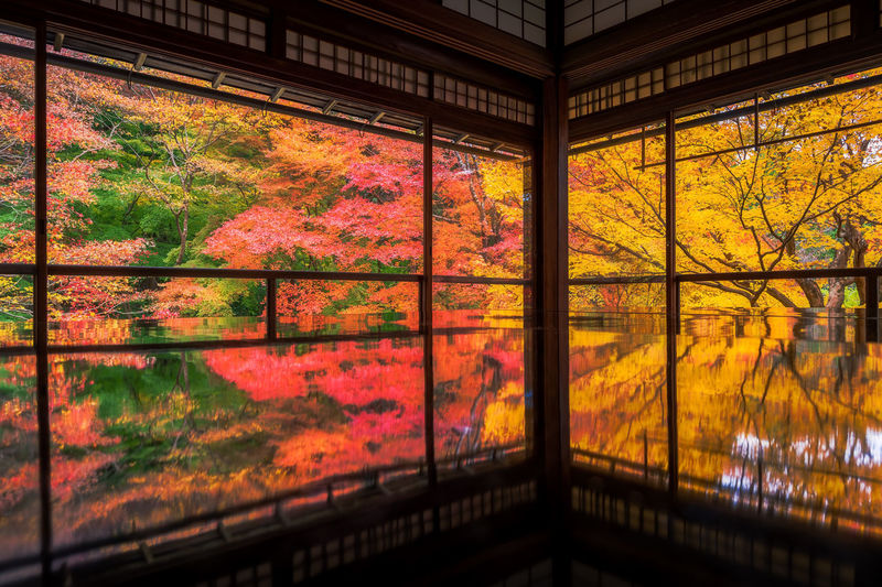 Autumn trees seen through glass window