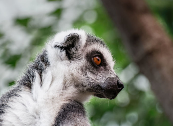 Close-up portrait of a ring-tailed lemur