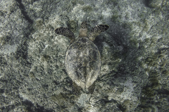 High angle view of turtle on rock undersea