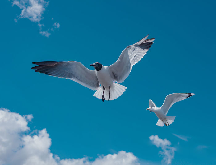 Low angle view of seagulls flying against blue sky